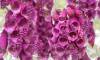 Szenenbild Digitalis